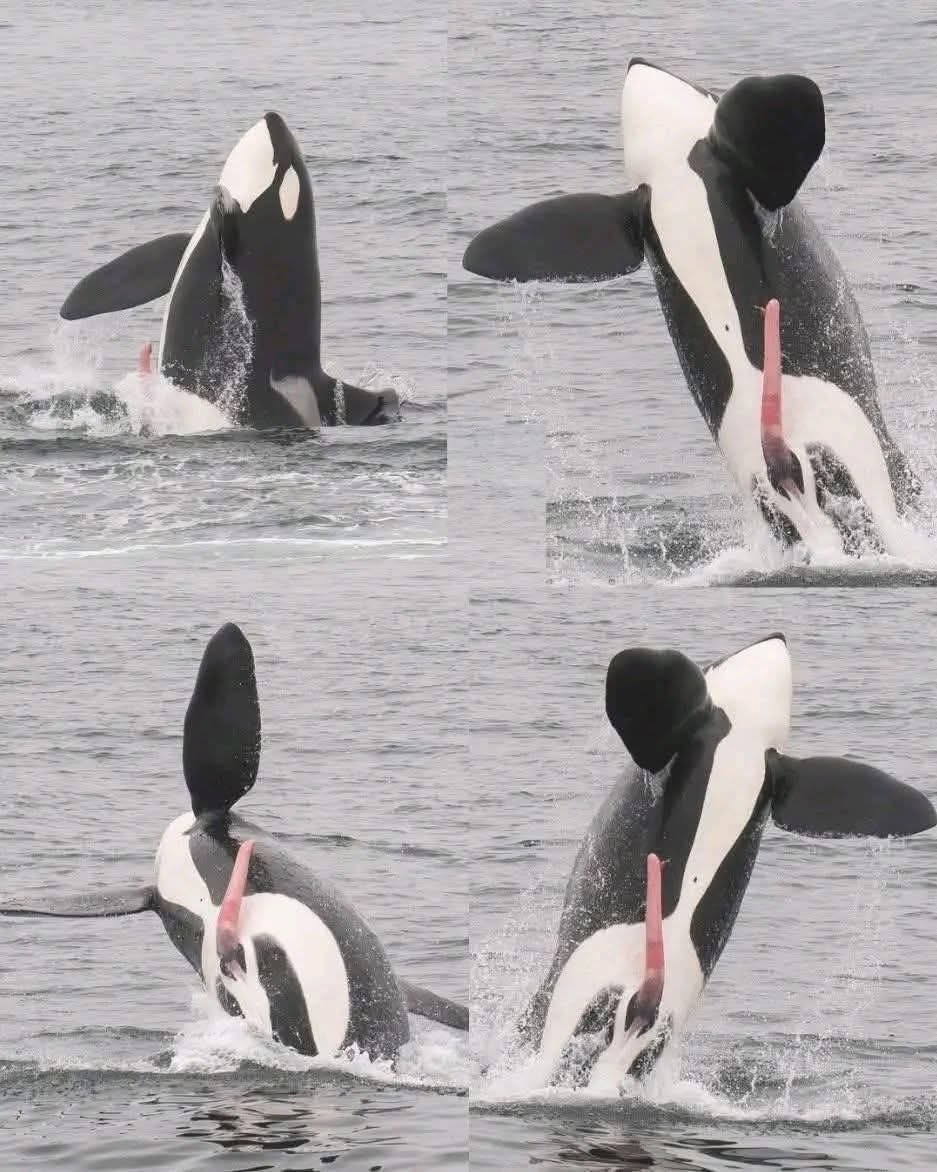 La orca macho saltando nos regaló un espectáculo doble: su fuerza y su pene al descubierto!

El pene de una orca puede medir hasta 2 metros a pesar de su tamaño y poder, la vida de estas orcas sigue llena de secretos y sorpresas.