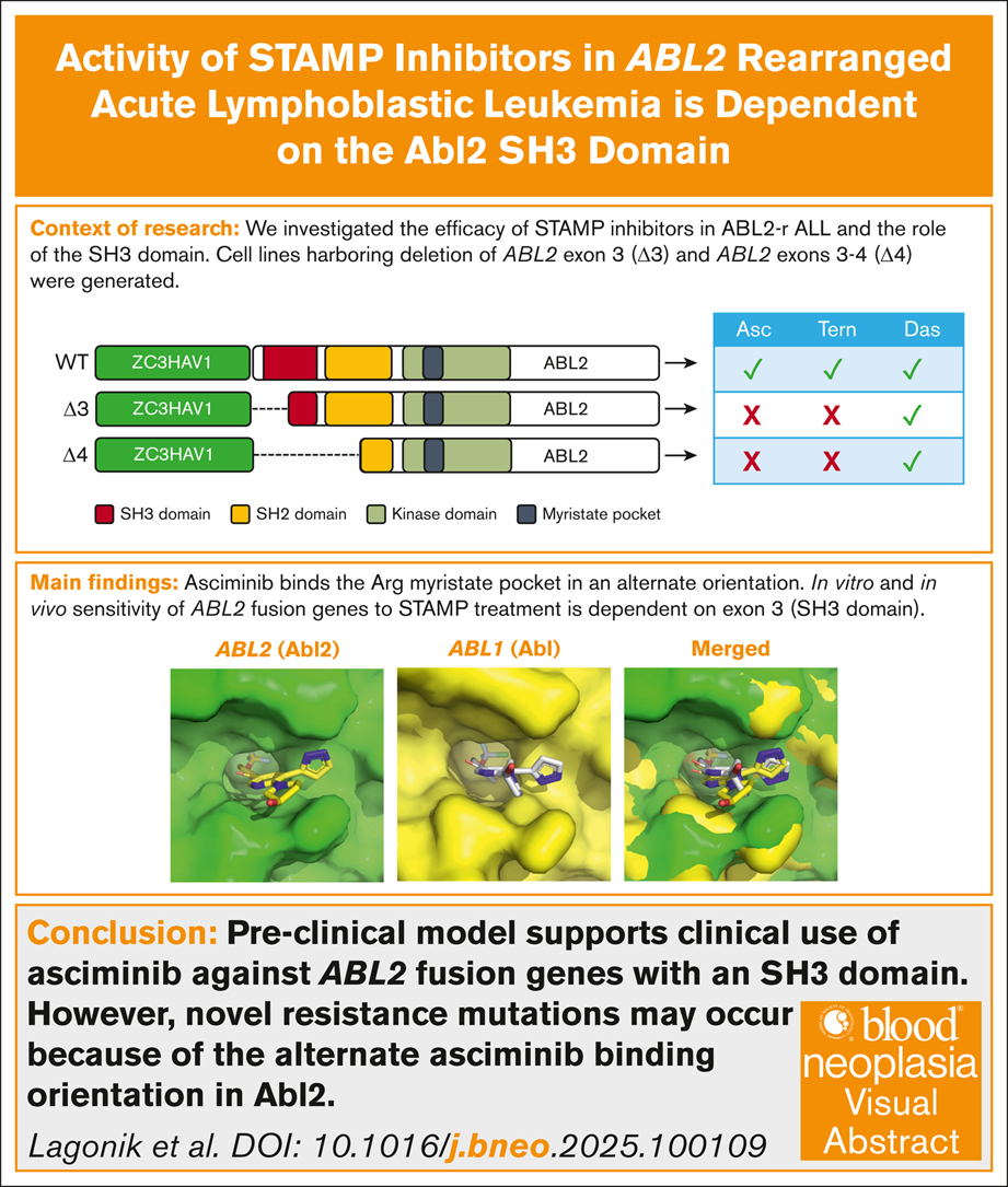 BloodPortfolio's tweet image. ABL2 exon 3–encoded region of the SH3 domain is critical for STAMP inhibitor activity against ABL2 rearrangements in vitro and in vivo. ow.ly/6ZEz50WIUP5 #translationalresearch #myeloproliferativeneoplasms #myeloidneoplasia