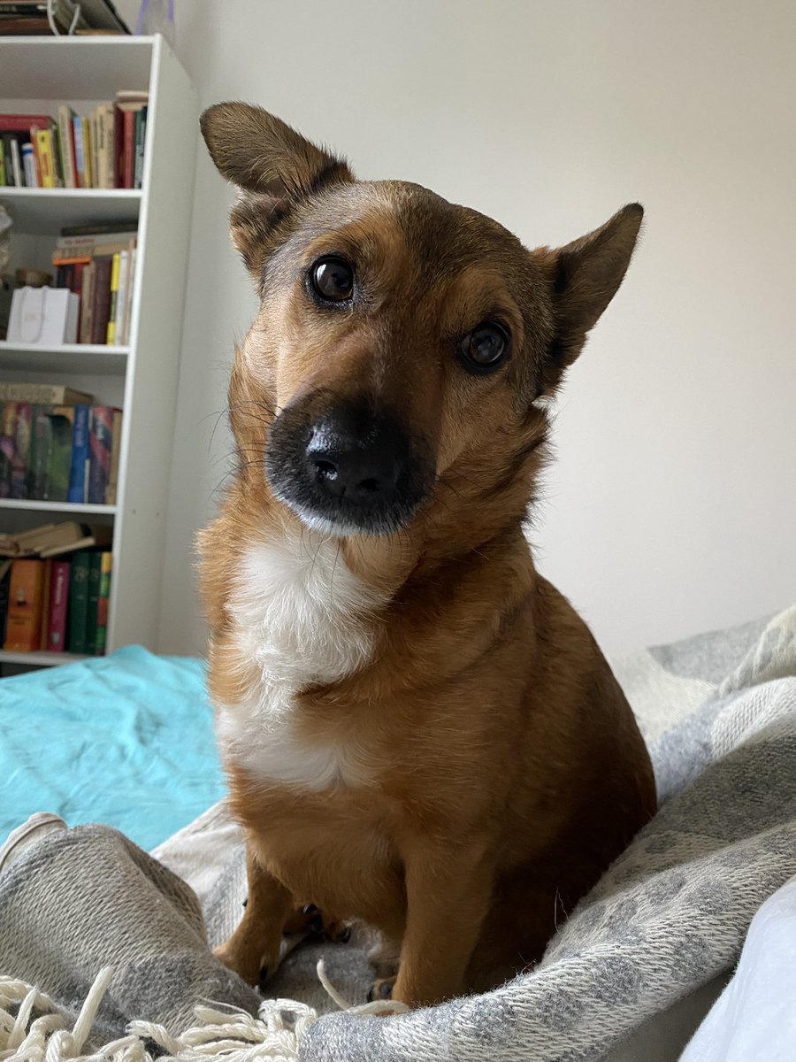 Poki-san 🏴‍☠️ tweet media