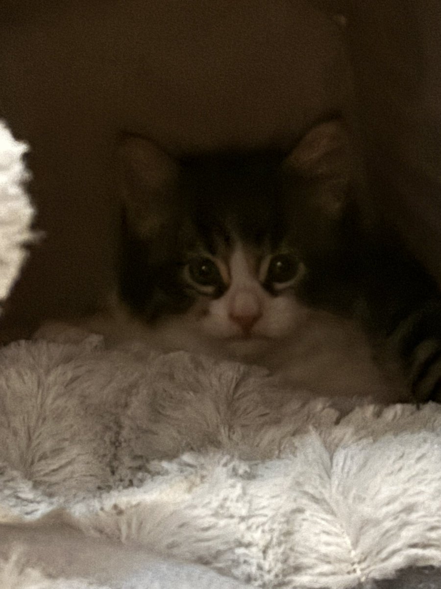 can u guys welcome my new kitten.. his name is soul :3