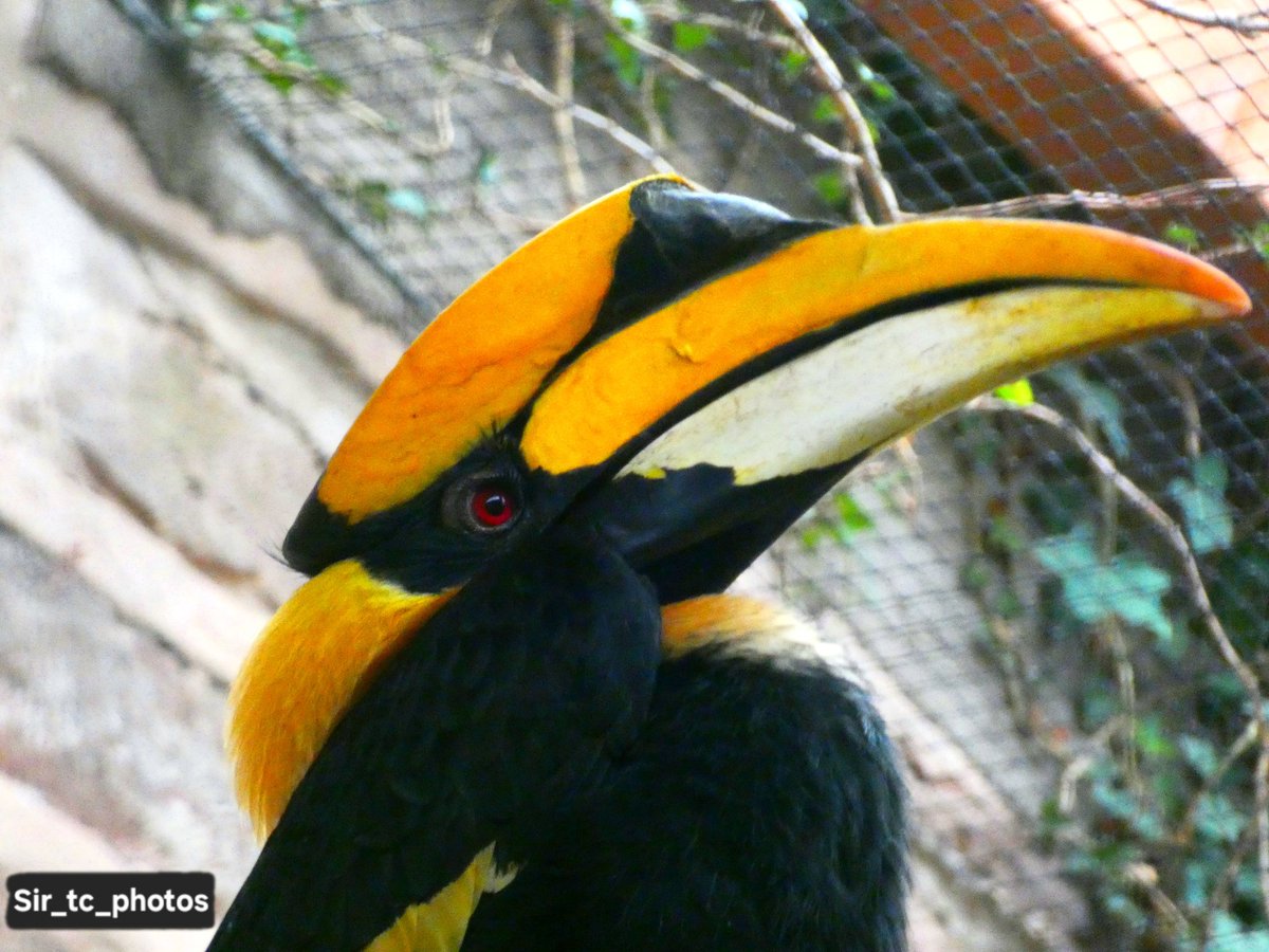 Photos of the Hornbills <a href="/chesterzoo/">Chester Zoo</a> #birdphotography #naturephotography #wildlifephotography #chesterzoo