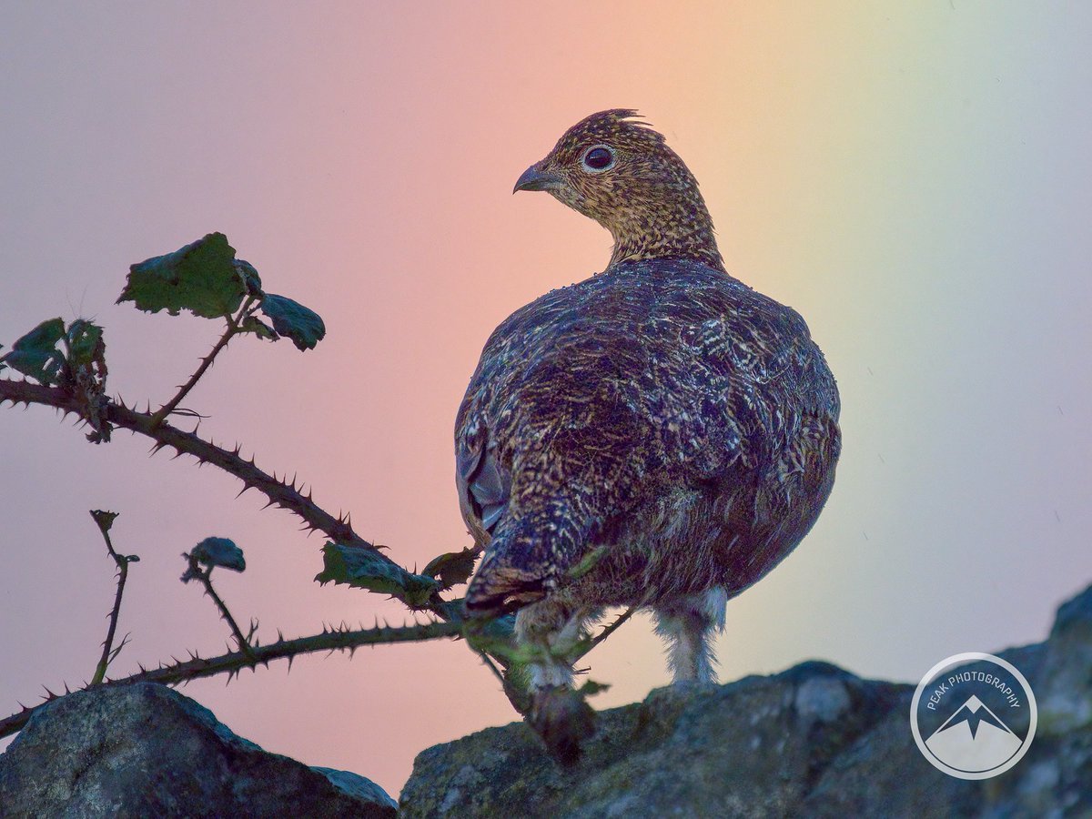 M J Peakman Photography tweet media