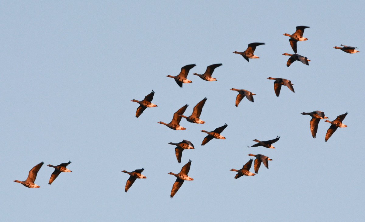 Provinsje siket ynnovative oplossings foar sketten guozzen. Heb jij een oplossing? Dien je voorstel in voor de challenge ‘Ganzen, van afschot tot keten’ tot 30 september 2025 👉challengebase.nl/challenges/inn…