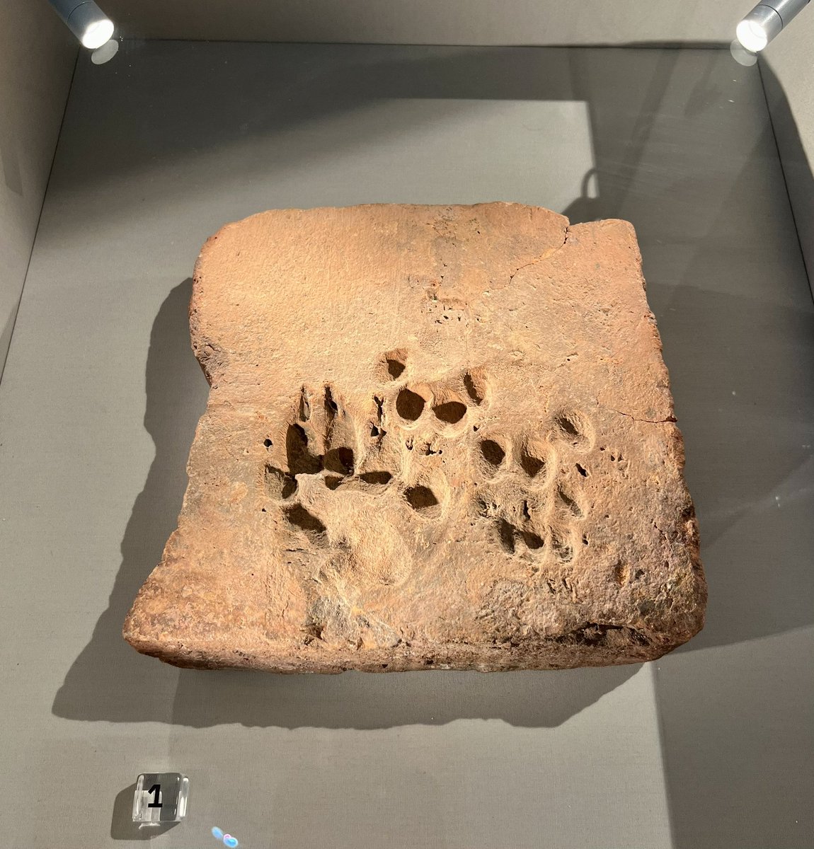 Today is International Dog Day, here at Jewry Wall Marcellus and Ferrox take you on an immersive tour of Roman Leicester (Ratae Corieltauvorum), there is also evidence of their antics in the exhibition from nearly 2,000 years ago. #InternationalDogDay
