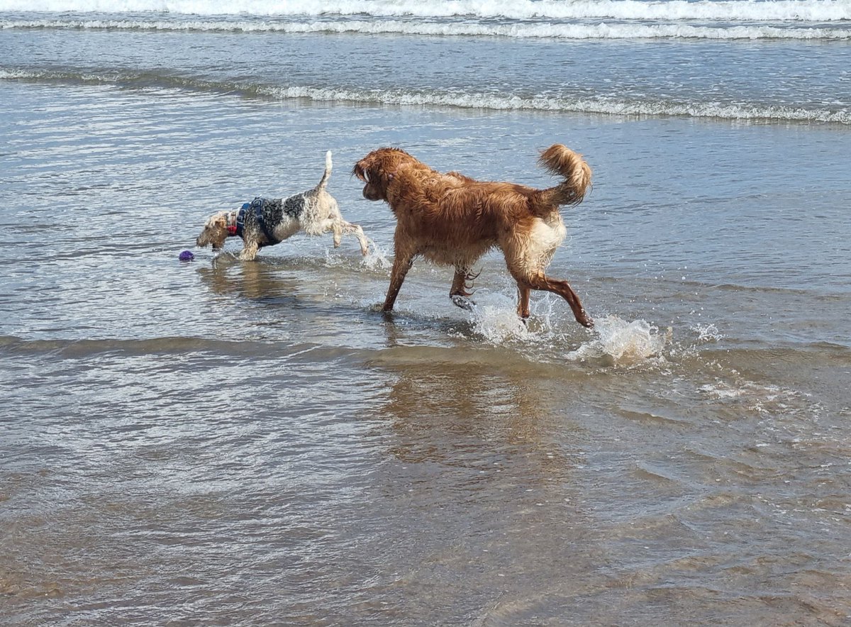 On #InternationalDogDay I have spent time with my Scottish fur-cousins.

They're bigger than me.
They're faster than me.
But I love being part of the pack with them.

- Flora 🐾