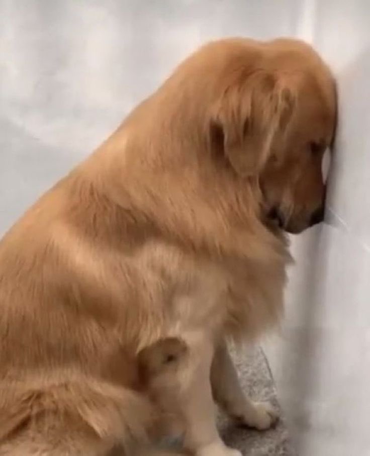 이번에도 게스트없는지… 엉엉슨…