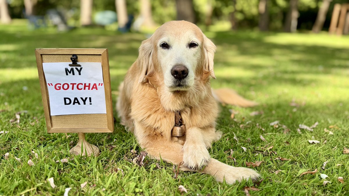 “Hi!  I’m Sophie. It was three years ago today that Ernie and Pete welcomed me home. I’m glad I can pay that forward and make Augie feel at home now. All boys feel at home with a bossy big sister, right? 🤣 (I really lub him.)  😉😁
My memories of life at the puppy mill have