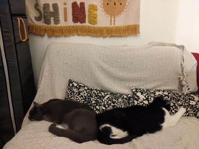 😻 wir haben die Couch erobert 🥰😹🙏 #tuxietuesday #CatsOfTwitter ❤️❤️❤️🐈‍⬛