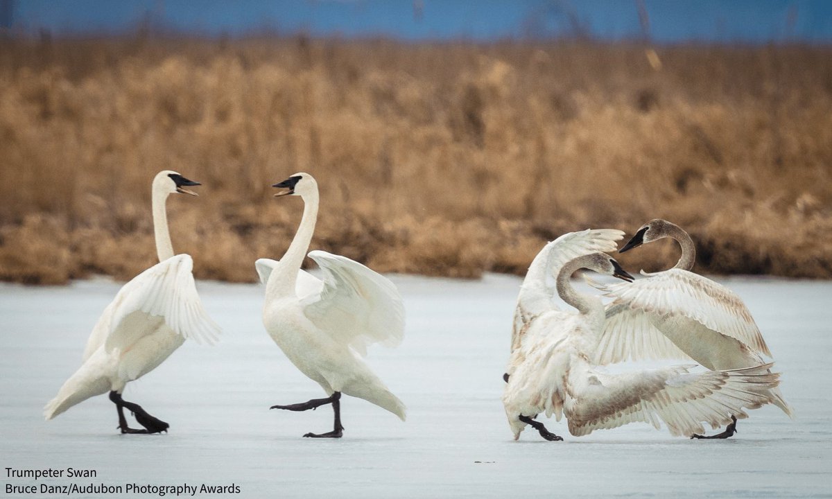 Audubon Society (@audubonsociety) on Twitter photo On top of leading the effort to save Trumpeter Swans from extinction, George Meléndez Wright transformed wildlife management in our national parks, replacing a circus-like atmosphere with a model rooted in science. bit.ly/3UBkJMq On top of leading the effort to save Trumpeter Swans from extinction, George Meléndez Wright transformed wildlife management in our national parks, replacing a circus-like atmosphere with a model rooted in science. bit.ly/3UBkJMq