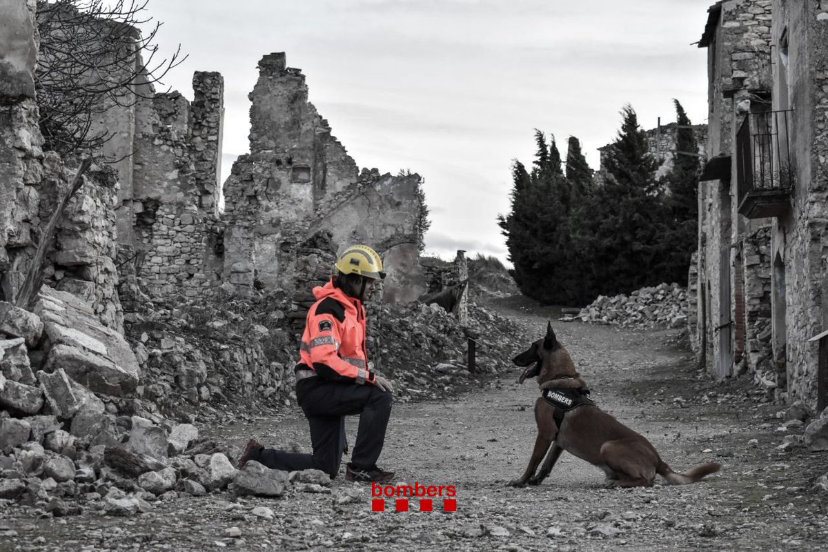 Ens ha deixat un dels nostres gossos més nobles i apassionats del #GRCR #bomberscat: el Robb. Des de 2019, estava especialitzat en la recerca de persones per venteig en tota mena d’escenaris. 

Agraïm la seva tasca i fem arribar el nostre condol.