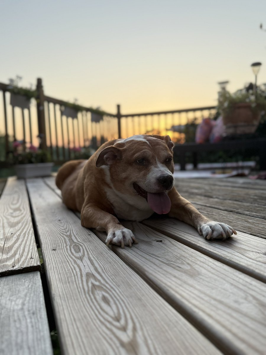 It’s #NationalDogDay and a month ago Ava crossed over the rainbow bridge. 

She beat cancer five years ago and then went blind but she gave everything until her body physically couldn’t anymore. She is missed more than words can explain.