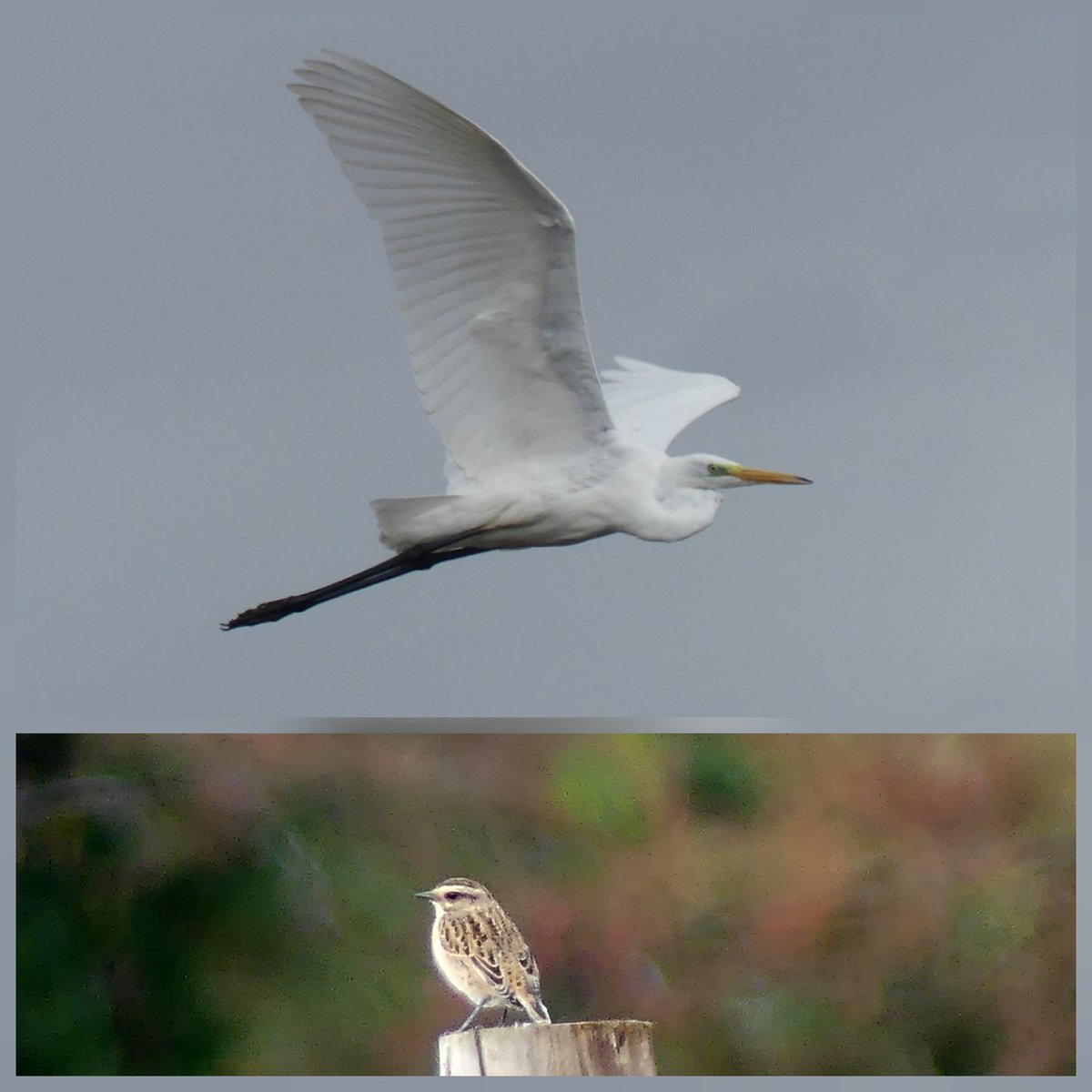 2 GW,11 little egret, common and green sand, 2 hobbies, 2 whinchat, wheatear, best from Grimley today