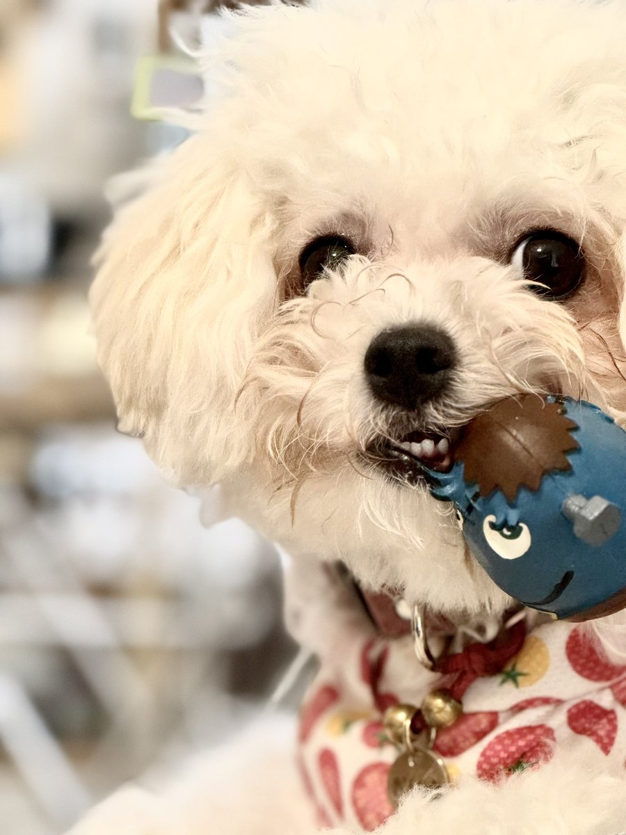 125点❗️超特売❣️【新品】転売・フリマにおすすめ　犬服&小物 109717 1/12完成品バイク KAWASAKI Ninja ZX-25R メタリック