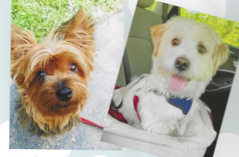 ON NATIONAL DOG DAY here is a salute to my two favorite pooches. On the left, "Comet" (who departed for the Rainbow Bridge in 2019) and "Mr. Sweeny" a rescue dog who has been with us since March 2023. Woof!🐶