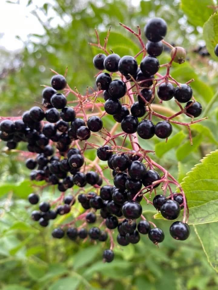 A spider’s web beautifully beaded with tiny raindrops.
Elderberries ripening and shining 

Perfection in nature 🕷️ 💦