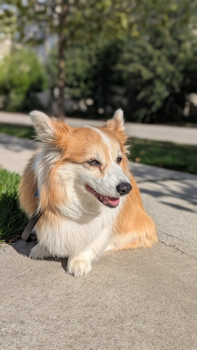 🐾 Every day is better with a wagging tail 🐶❤️ (or stump) 😂

#InternationalDogDay x #Kimchithecorgi