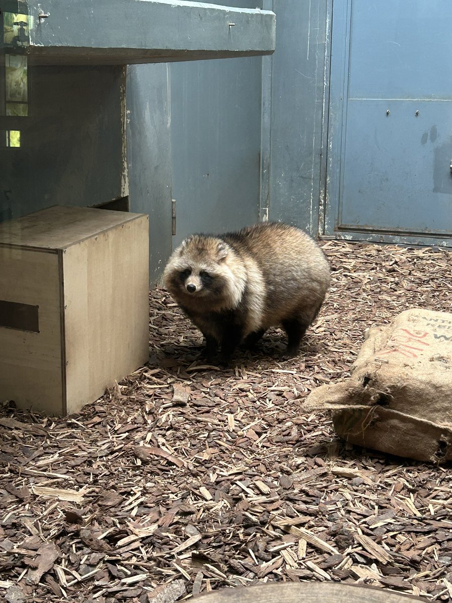 #無言でタヌキを貼るとタヌキさんが増える