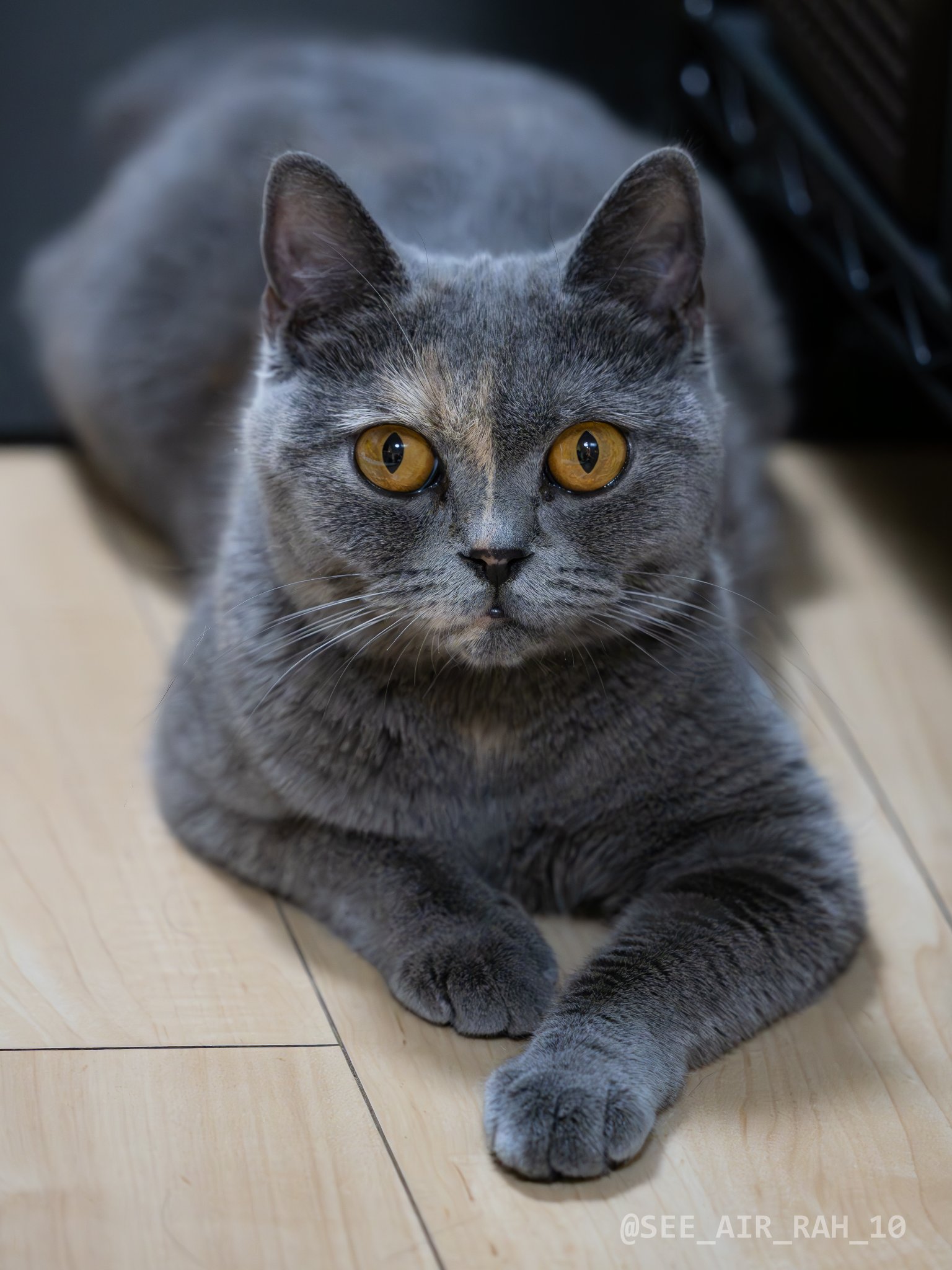 猫A 画像1 ＋ 14 最終値下げしました！ Sierra on X: 