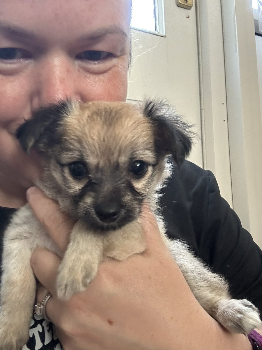 Cuddles with Candy grandmas puppy 🥰