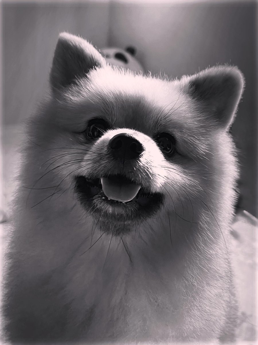 iam8one's tweet photo. happy #InternationalDogDay https://t.co/dp6mSiDNeh