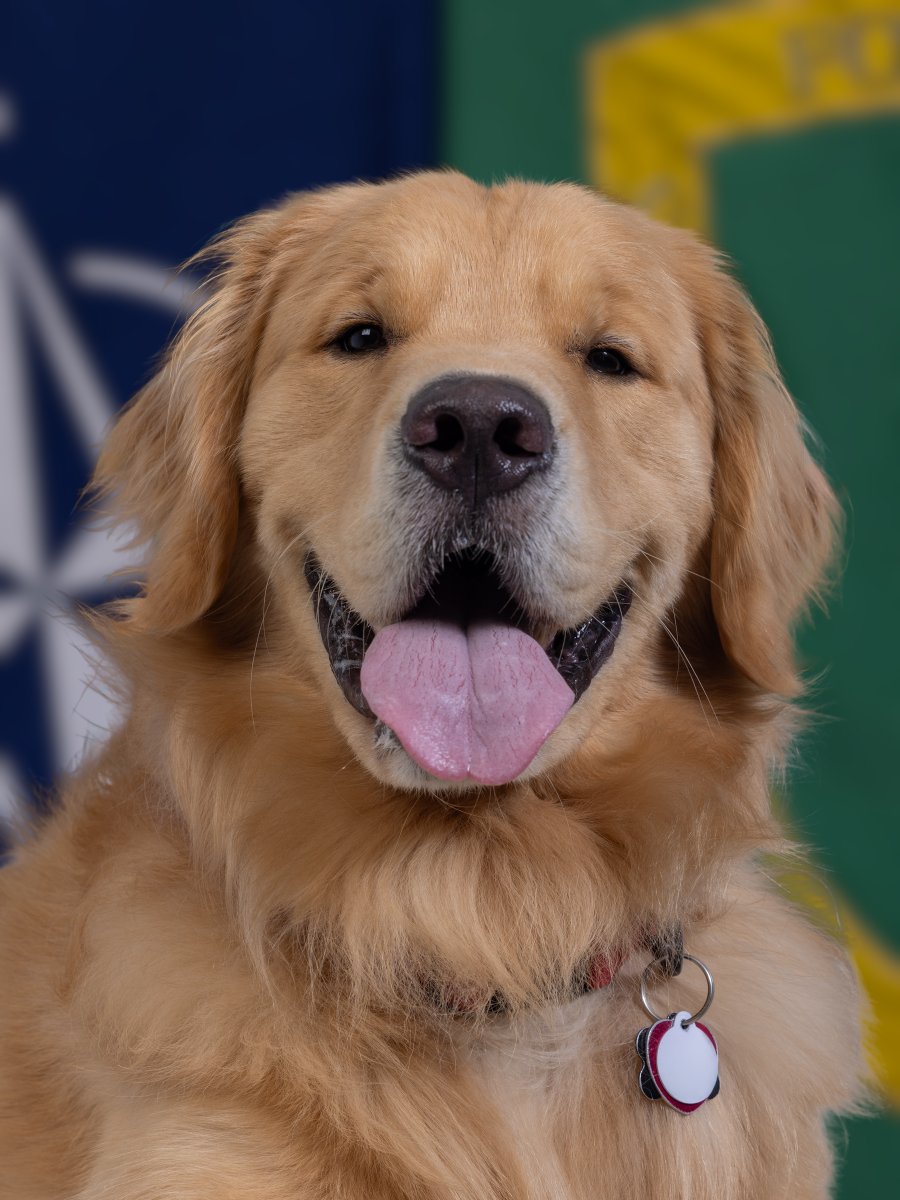 HQARRC's tweet image. Everyday feels like International Dog Day here in HQ ARRC. Our amazing furry friends are always on hand to bring a smile, enabling us to be more cohesive and Stronger Together.  #StrongerTogether #OfficeDogs #InternationalDogsDay