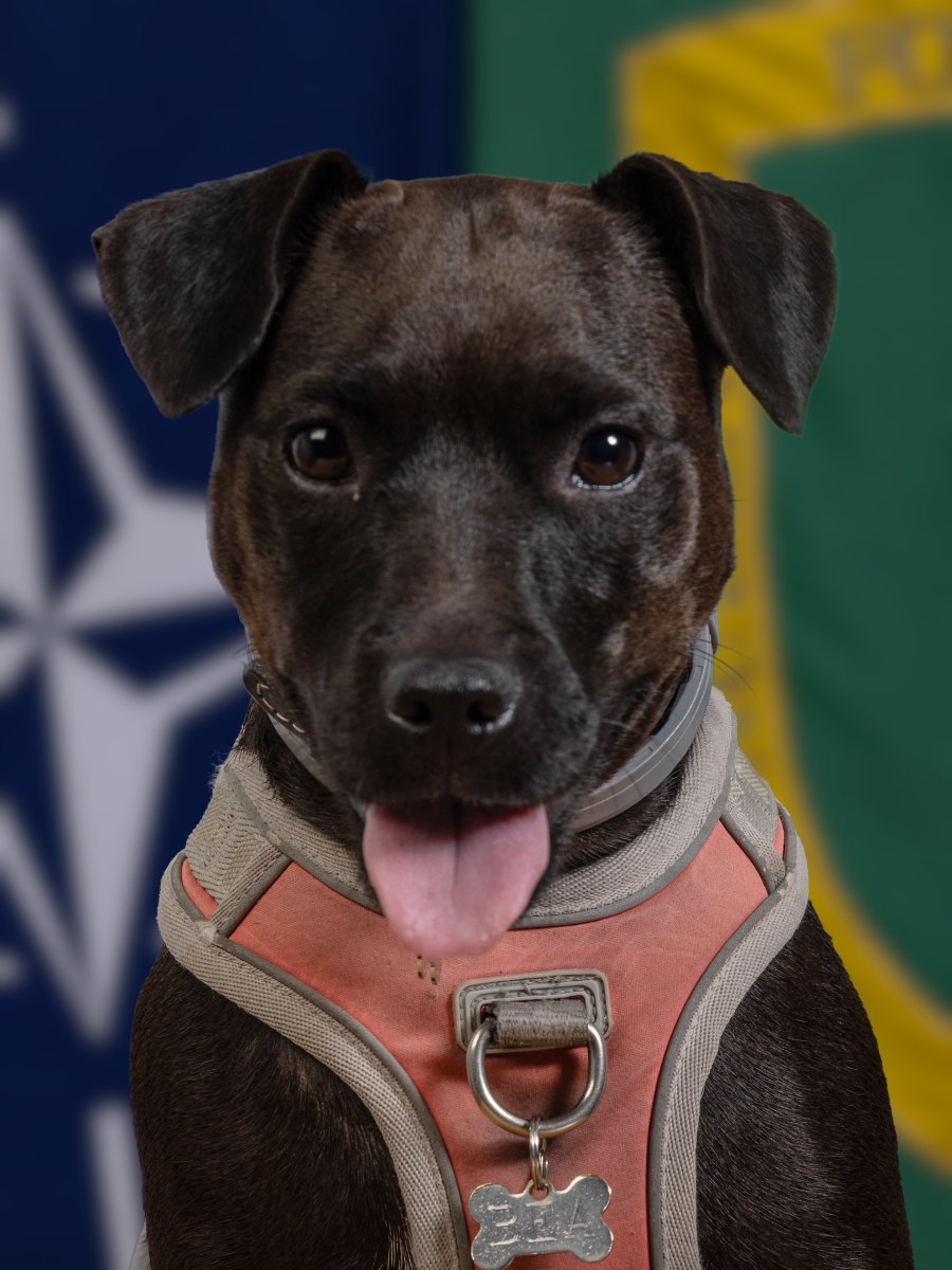 HQARRC's tweet image. Everyday feels like International Dog Day here in HQ ARRC. Our amazing furry friends are always on hand to bring a smile, enabling us to be more cohesive and Stronger Together.  #StrongerTogether #OfficeDogs #InternationalDogsDay