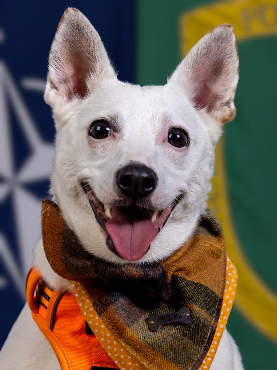 HQARRC's tweet image. Everyday feels like International Dog Day here in HQ ARRC. Our amazing furry friends are always on hand to bring a smile, enabling us to be more cohesive and Stronger Together.  #StrongerTogether #OfficeDogs #InternationalDogsDay