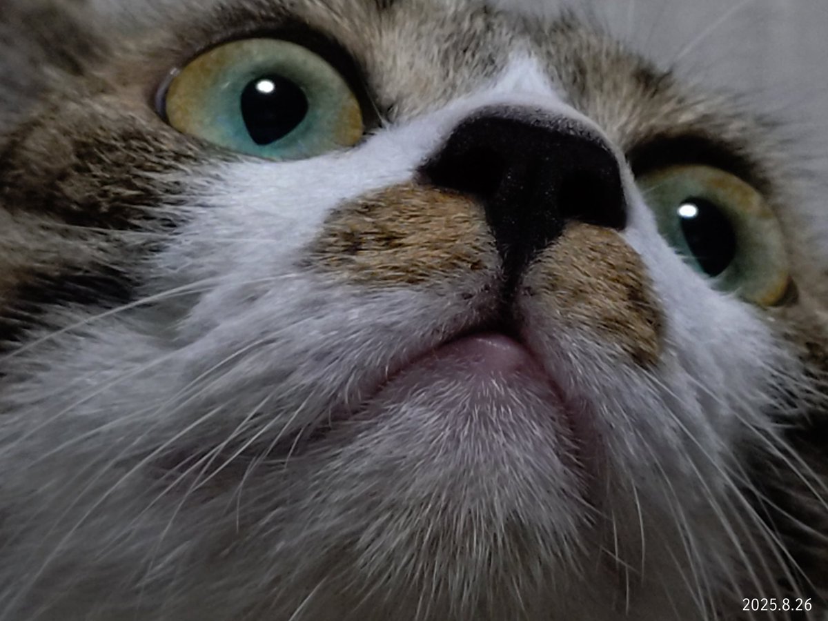 うちのニャンコ🐱

お鼻周りにミニたまねぎある🧅😂

#保護猫