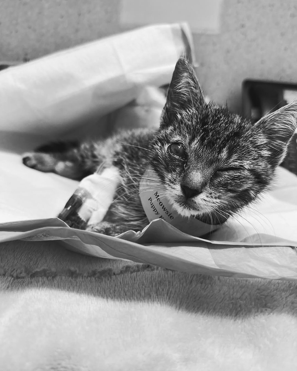 _501c3624's tweet image. Rest in Peace little Moewsie💔 She was having so many seizures despite being on meds. We couldn’t let her suffer anymore. 💔🌈