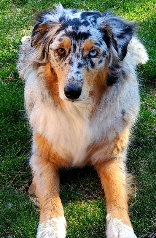 CampCook69 (@campcookalt) on Twitter photo Happy National Dog Day!! Happy National Dog Day!!