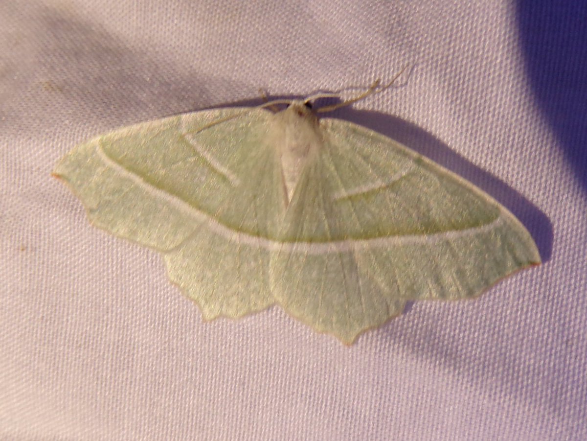 Our final field trip of 2025 is Fri 29th August as we explore nocturnal nature of Warton Crag, meet 8pm in the Crag car park. Please keep an eye on our socials in the event of adverse weather