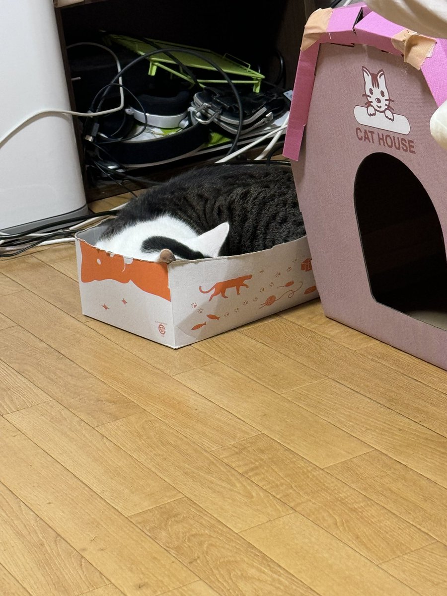 mamepupuson's tweet photo. そんちゃーーーーん！！！！何か垂れてますがそれはなんですかねぇ🥰🥰🥰🥰

ばばぁがうきうきで買ったやつ全然入らないねぇ！！！なんでかなぁ！！！

そういうとこも可愛いのなんなの🙂‍↔️ https://t.co/gUrFlwmljM