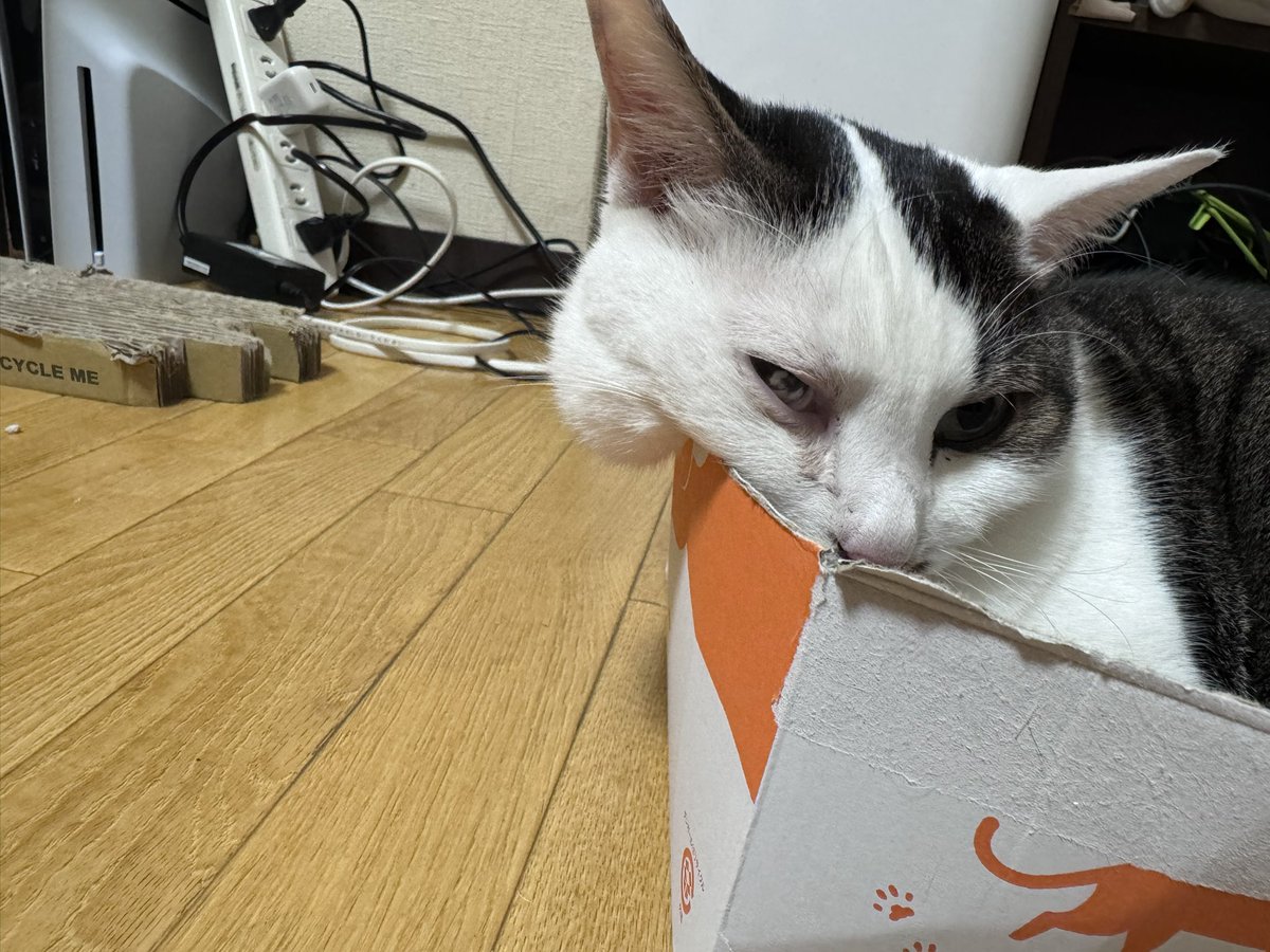 mamepupuson's tweet photo. そんちゃーーーーん！！！！何か垂れてますがそれはなんですかねぇ🥰🥰🥰🥰

ばばぁがうきうきで買ったやつ全然入らないねぇ！！！なんでかなぁ！！！

そういうとこも可愛いのなんなの🙂‍↔️ https://t.co/gUrFlwmljM