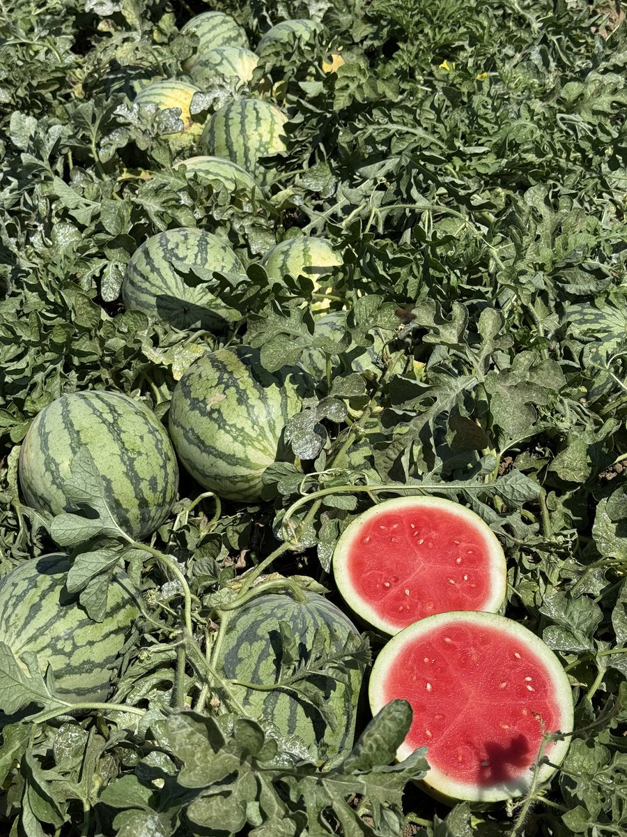 We’re harvesting organic watermelons for your Labor Day holiday! From sunny California!