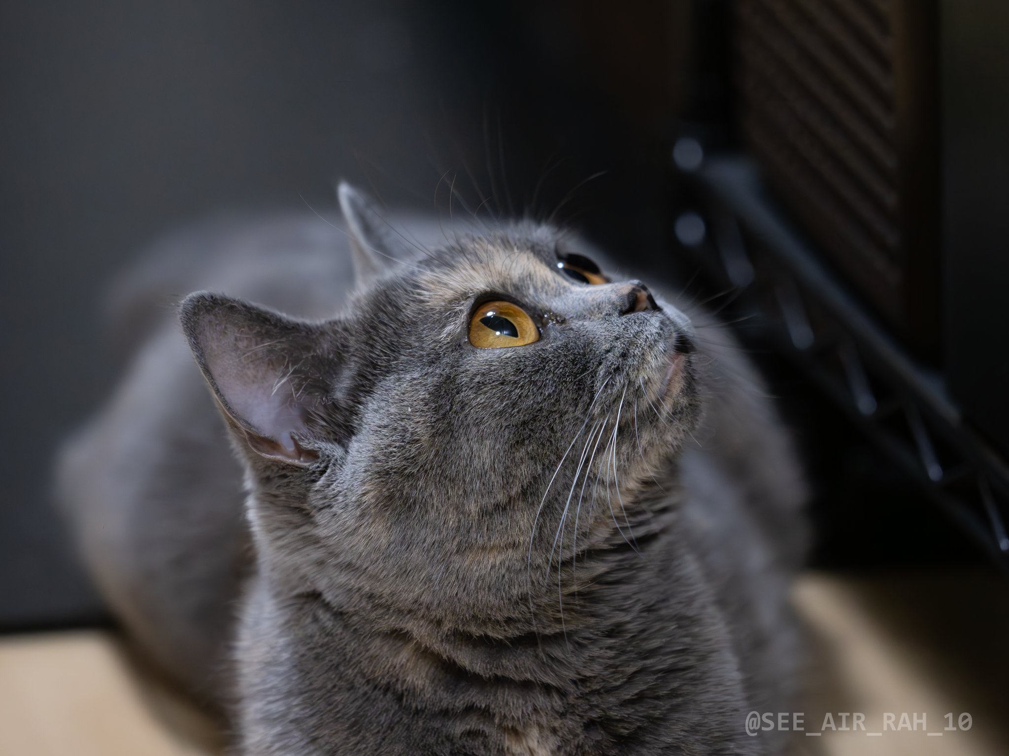 猫A 画像1 ＋ 14 最終値下げしました！ 猫A 最終値下げしました！ 猫A 画像1 ＋ 14 最終値下げしました