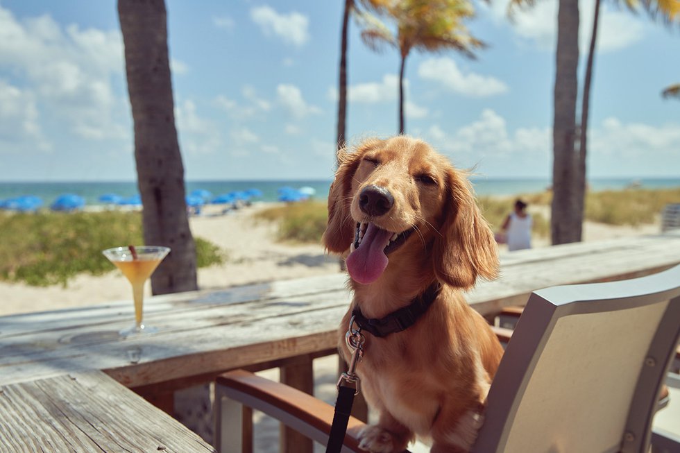 Happy National Dog Day! 🐾 Today, we celebrate our favorite furry friends who make life a little brighter. Give your pup some extra love (and maybe a treat or two) and let’s raise a paw to all the dogs that bring us joy every day! #PlungeBeachResort #LauderdaleByTheSea