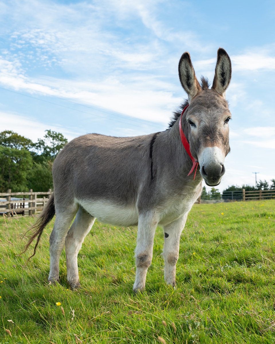 Did you know donkeys can come in many shapes and sizes? 🙋⁣
⁣
⁣Explore the unique traits that make each breed so special ➡️ bray.news/4mBWPNd