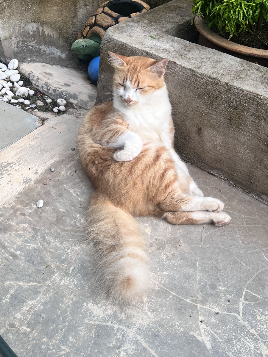 Amysuhaili's tweet photo. Gediknya, tau plak nak posing. Kucing oren putih mmg gedik laguni ka? Hat kami pun lagutu gak. Tgk nugget teringat kat budak ni. 🥹 https://t.co/3Kh0z68PXP