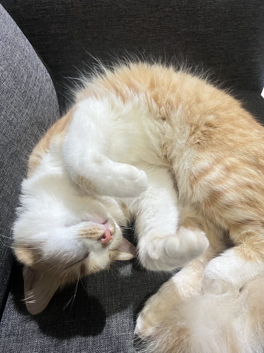 Amysuhaili's tweet photo. Gediknya, tau plak nak posing. Kucing oren putih mmg gedik laguni ka? Hat kami pun lagutu gak. Tgk nugget teringat kat budak ni. 🥹 https://t.co/3Kh0z68PXP