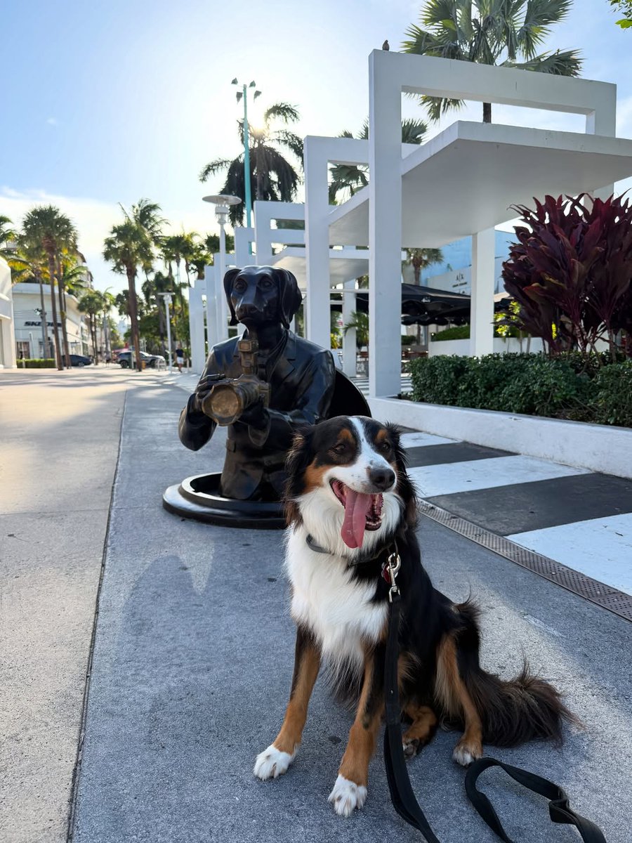 Paws and reflect—it’s National Dog Day #OnLincoln! 🐾🌴  

Celebrate your fur-ever friend with a stroll, a pup cup, and a sandy beach adventure.