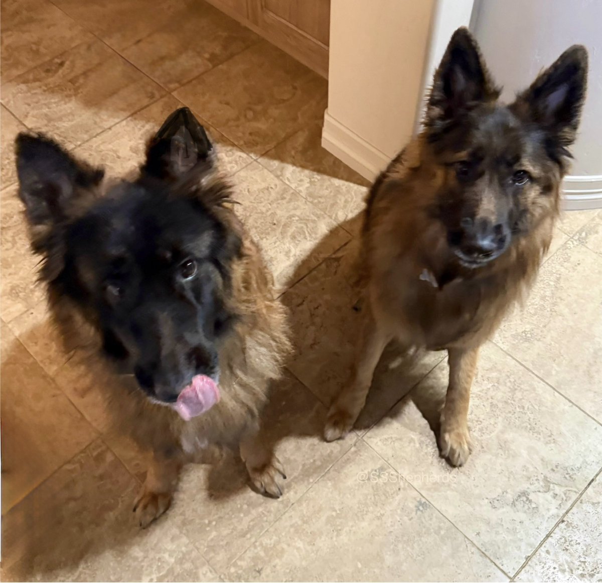 Wishing a very happy #InternationalDogDay to all of our furiends… with a side of #TOT! #tongueouttuesday