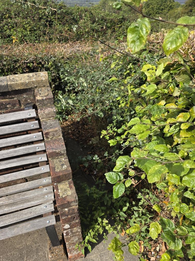 Samliles's tweet photo. @TWellsCouncil 
Bench on Bidborough ridge was always a lovely place to sit and enjoy the view, now it's over grown with weeds and the view is obstructed with brambles... needs attention 😪 https://t.co/C1dwkv6AFq