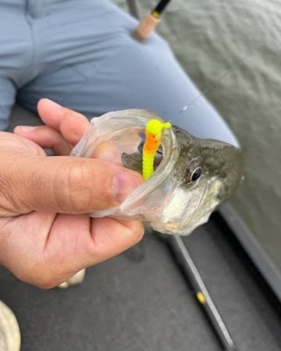 CrappieNow's tweet photo. The Crappie Magnet Hammer Jig’s larger profile is ideal for attracting trophy slab crappie.
Discover more here: https://t.co/huuztcMRK0
#CrappieMagnet #HammerJig #SlabCrappie #BigBait #CrappieFishing #FishingTackle #CatchBigFish https://t.co/YCU4WirpwS