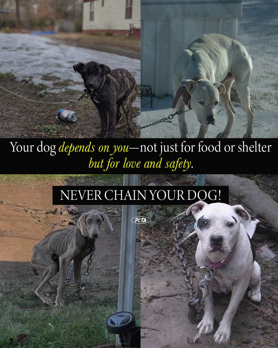 No animal should spend their entire existence waiting for someone to let them inside. That’s not a life—it’s a life sentence. #InternationalDogDay