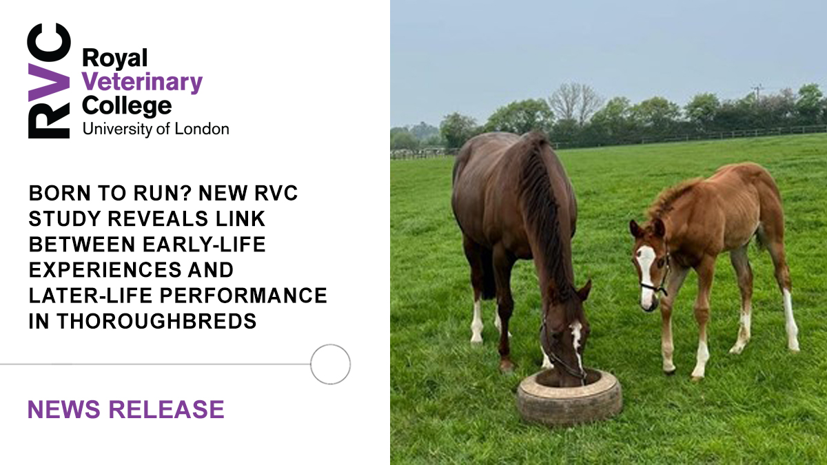 RoyalVetCollege's tweet photo. 🏇 New research conducted by the RVC has revealed that Thoroughbred foals that are given extensive turnout in larger pastures during their first six months of life are more likely to race, compete more often, and earn more prize money

➡️ Read more at: https://t.co/QFPloM6Tkd https://t.co/z9mbbd88Yc