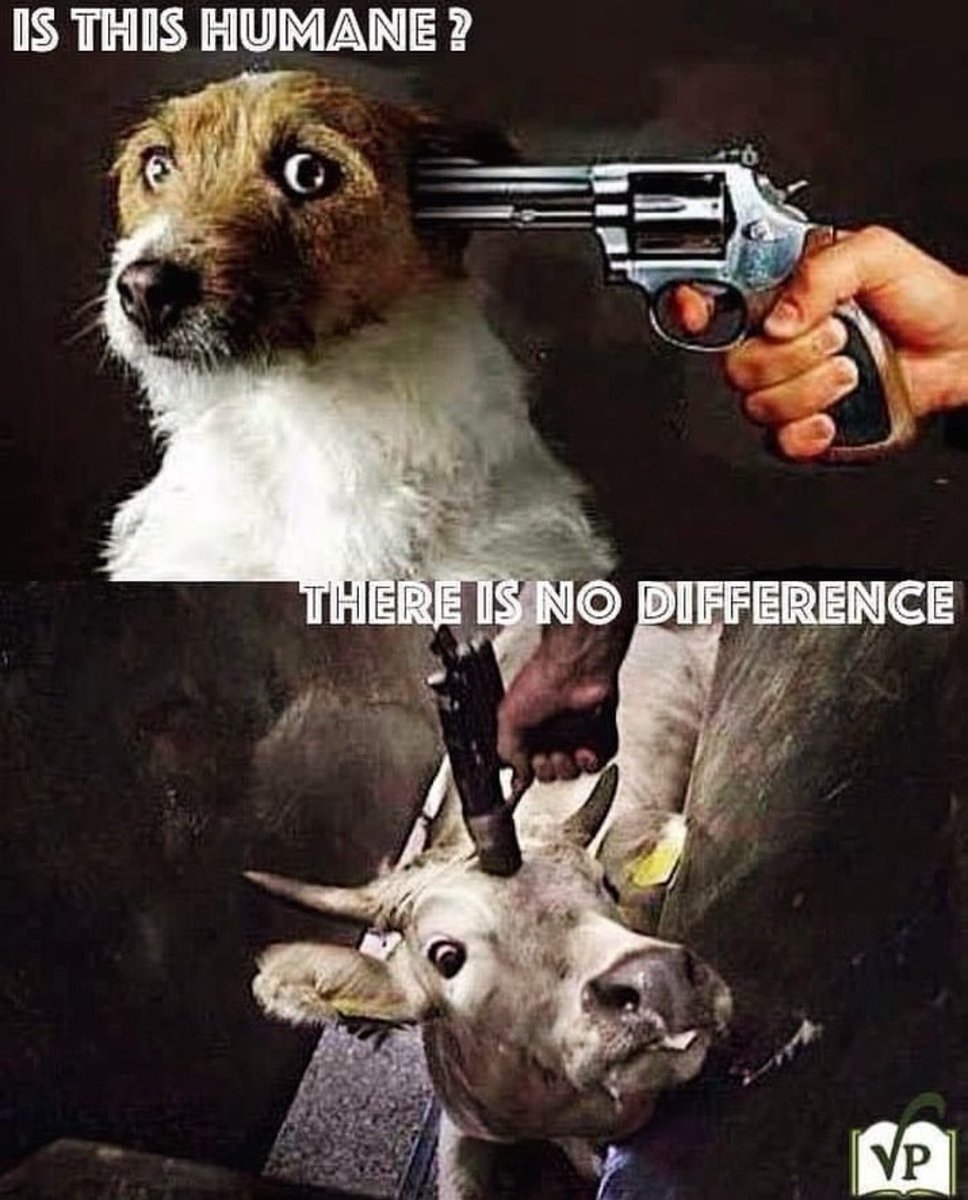 Haoshoku's tweet photo. Buying meat, dairy and eggs is the same as pulling the trigger on a dog. https://t.co/pikPSl1xiG