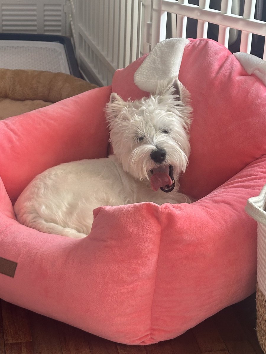 ppammelar_t's tweet photo. This is my dog name Claire that i said in live today she 4 years old now 🤍 https://t.co/Ytz7lYu3uY