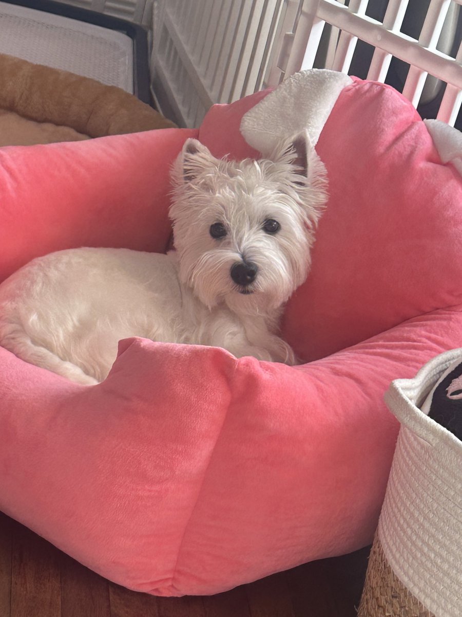 ppammelar_t's tweet photo. This is my dog name Claire that i said in live today she 4 years old now 🤍 https://t.co/Ytz7lYu3uY