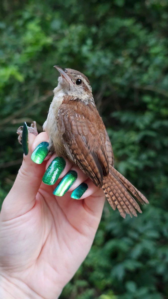 ManometCenter's tweet photo. Fall Banding Season is here! No one was surprised to find that the #1 bird this banding season was a hatch-year Gray Catbird! They’re a beloved species here at Manomet, and we’re excited to learn more about many amazing species this fall!
📷: Sarah Duff and Amy Hogan https://t.co/7lDRUSRhlg