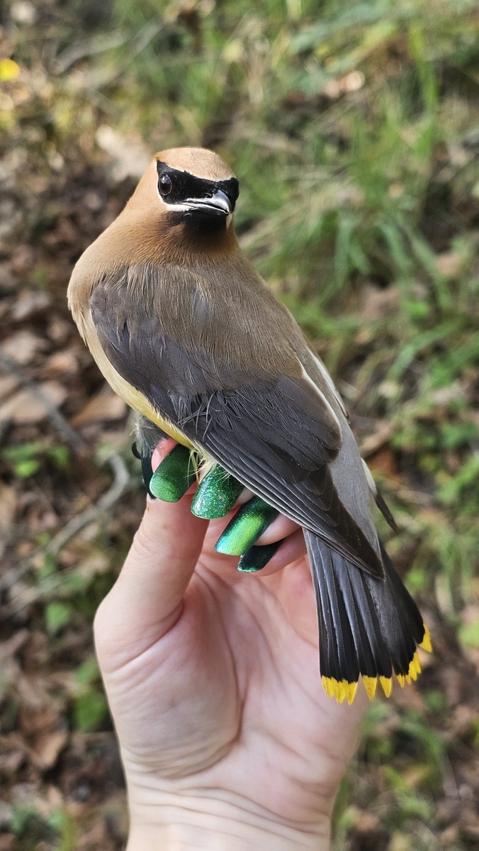 ManometCenter's tweet photo. Fall Banding Season is here! No one was surprised to find that the #1 bird this banding season was a hatch-year Gray Catbird! They’re a beloved species here at Manomet, and we’re excited to learn more about many amazing species this fall!
📷: Sarah Duff and Amy Hogan https://t.co/7lDRUSRhlg
